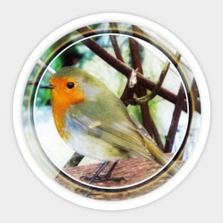 European Red Breast Robin Sticker